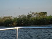 Black Hammock 042